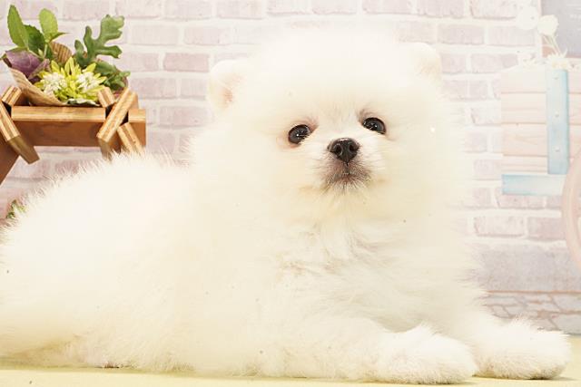静岡県のポメラニアン (Coo&RIKU沼津店/2026年2月17日生まれ/女の子/ホワイト)の子犬の2枚目の画像