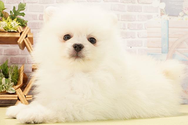 静岡県のポメラニアン (Coo&RIKU沼津店/2026年2月17日生まれ/女の子/ホワイト)の子犬の3枚目の画像