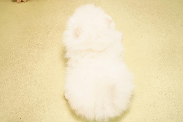 静岡県のポメラニアン (Coo&RIKU沼津店/2026年2月17日生まれ/女の子/ホワイト)の子犬の4枚目の画像