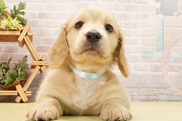 愛知県のミニチュアダックスフンド(ロング) (Coo&RIKU春日井店/2026年2月17日生まれ/男の子/イエロー)の子犬の1枚目の画像