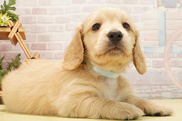 愛知県のミニチュアダックスフンド(ロング) (Coo&RIKU春日井店/2026年2月17日生まれ/男の子/イエロー)の子犬の2枚目の画像