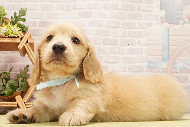 愛知県のミニチュアダックスフンド(ロング) (Coo&RIKU春日井店/2026年2月17日生まれ/男の子/イエロー)の子犬の3枚目の画像