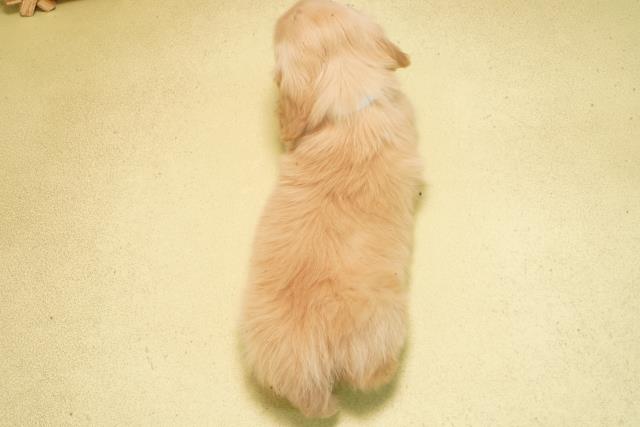 愛知県のミニチュアダックスフンド(ロング) (Coo&RIKU春日井店/2026年2月17日生まれ/男の子/イエロー)の子犬の4枚目の画像