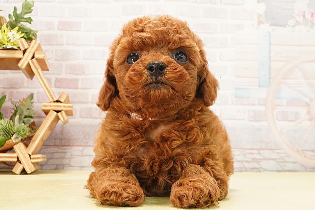 トイ・プードル