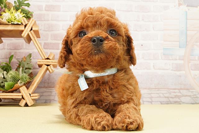 トイ・プードル