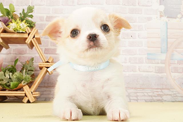 静岡県のチワワ(ロング) (Coo&RIKU富士店/2026年2月17日生まれ/男の子/クリームホワイト)の子犬