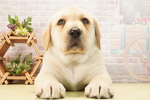 ラブラドール・レトリバー