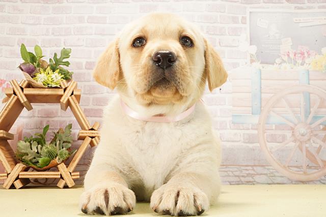 ラブラドール・レトリバー