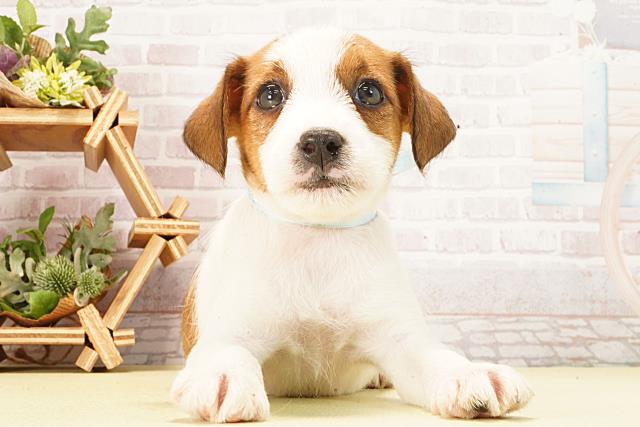 ジャックラッセルテリア