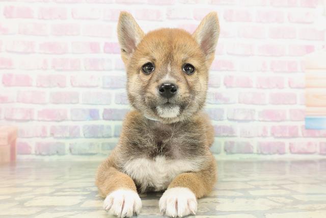 神奈川県の柴犬(標準サイズ) (Coo&RIKU相模原店/2026年2月16日生まれ/男の子/赤)の子犬