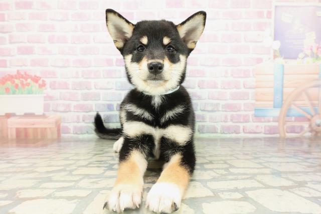 神奈川県の柴犬(標準サイズ) (Coo&RIKU長津田店/2026年2月16日生まれ/男の子/黒)の子犬