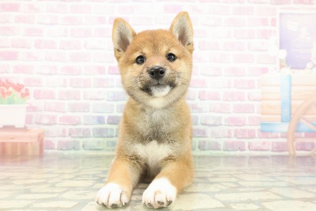 神奈川県の柴犬(標準サイズ) (Coo&RIKU横須賀店/2026年2月16日生まれ/女の子/赤)の子犬の1枚目の画像