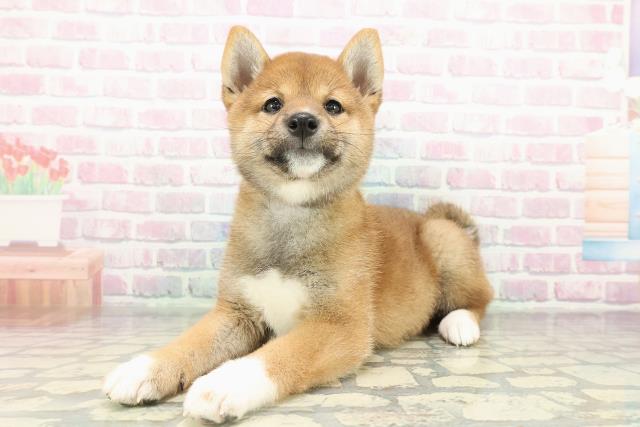 神奈川県の柴犬(標準サイズ) (Coo&RIKU横須賀店/2026年2月16日生まれ/女の子/赤)の子犬の2枚目の画像