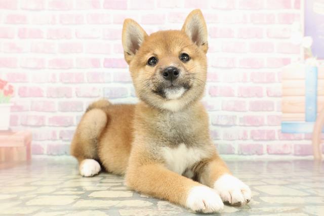 神奈川県の柴犬(標準サイズ) (Coo&RIKU横須賀店/2026年2月16日生まれ/女の子/赤)の子犬の3枚目の画像