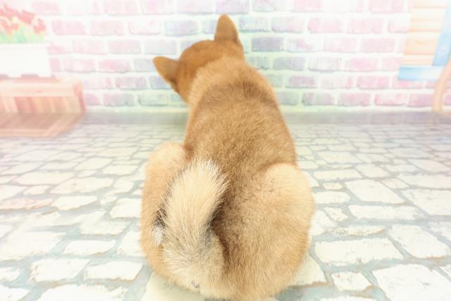 神奈川県の柴犬(標準サイズ) (Coo&RIKU横須賀店/2026年2月16日生まれ/女の子/赤)の子犬の4枚目の画像