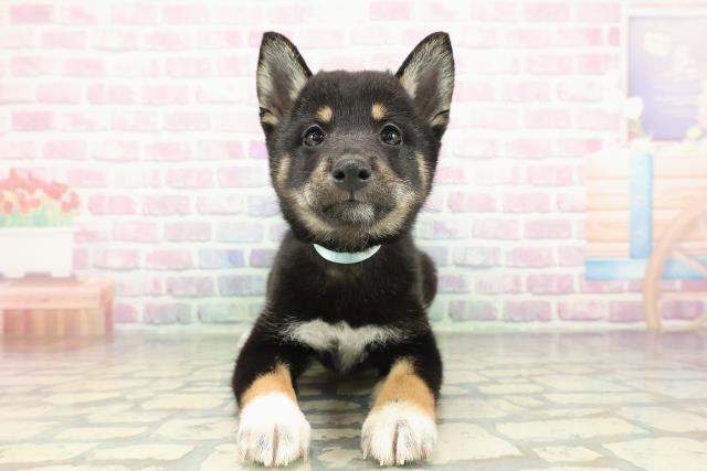 神奈川県の柴犬(標準サイズ) (Coo&RIKU相模原店/2026年2月16日生まれ/女の子/黒)の子犬