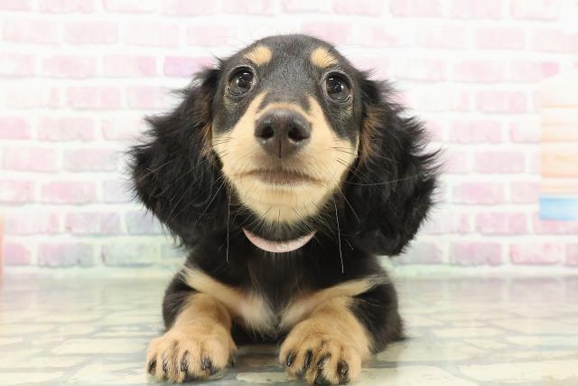 神奈川県のミニチュアダックスフンド(ロング) (Coo&RIKU藤沢店/2026年1月20日生まれ/女の子/ブラックタン)の子犬