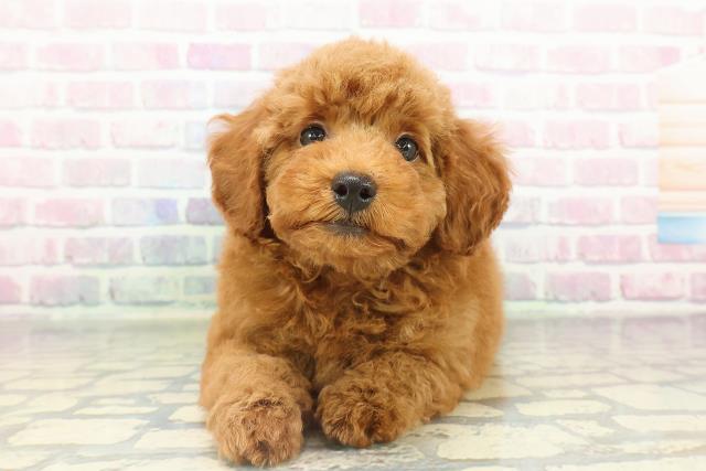 トイ・プードル