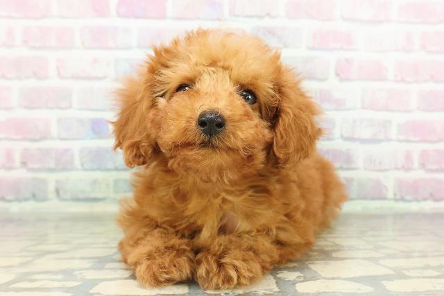 トイ・プードル