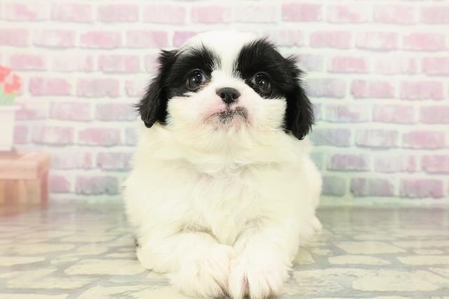 神奈川県のハーフ犬・ミックス犬 (Coo&RIKU藤沢店/2026年2月18日生まれ/男の子/ホワイトブラック)の子犬