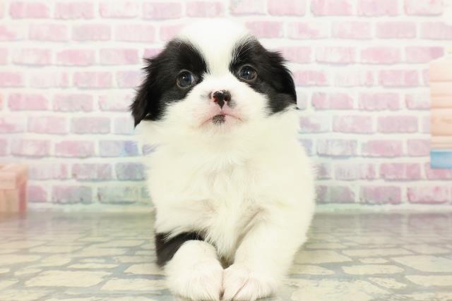 神奈川県のハーフ犬・ミックス犬 (Coo&RIKU江の島店/2026年2月18日生まれ/男の子/ホワイトブラック)の子犬の1枚目の画像