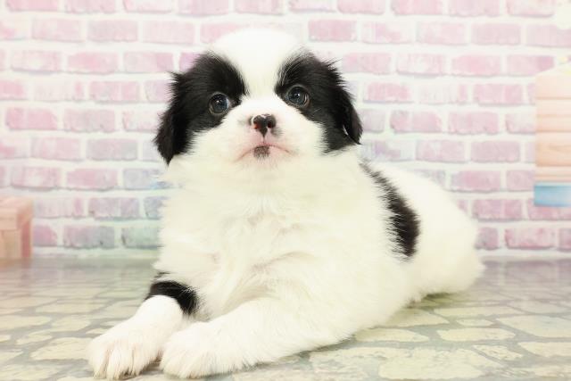 神奈川県のハーフ犬・ミックス犬 (Coo&RIKU江の島店/2026年2月18日生まれ/男の子/ホワイトブラック)の子犬の2枚目の画像