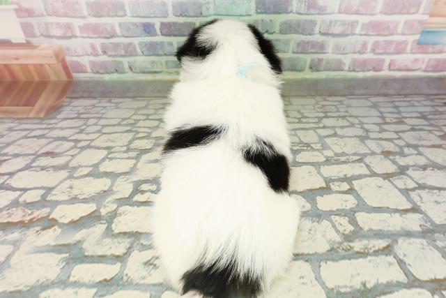 神奈川県のハーフ犬・ミックス犬 (Coo&RIKU江の島店/2026年2月18日生まれ/男の子/ホワイトブラック)の子犬の4枚目の画像