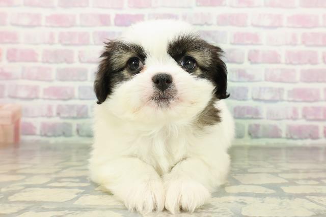 栃木県のチワズー/チワシーズ(チワワ×シーズー) (Coo&RIKU小山店/2026年2月18日生まれ/男の子/ホワイトレッド)の子犬の1枚目の画像