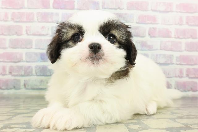 栃木県のチワズー/チワシーズ(チワワ×シーズー) (Coo&RIKU小山店/2026年2月18日生まれ/男の子/ホワイトレッド)の子犬の2枚目の画像