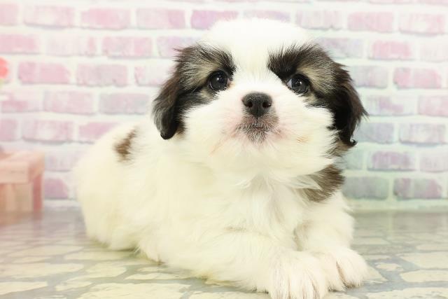 栃木県のチワズー/チワシーズ(チワワ×シーズー) (Coo&RIKU小山店/2026年2月18日生まれ/男の子/ホワイトレッド)の子犬の3枚目の画像