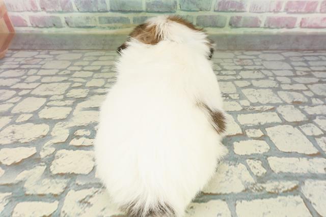 栃木県のチワズー/チワシーズ(チワワ×シーズー) (Coo&RIKU小山店/2026年2月18日生まれ/男の子/ホワイトレッド)の子犬の4枚目の画像