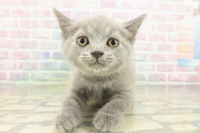 栃木県のスコティッシュフォールド (Coo&RIKU足利店/2026年2月16日生まれ/男の子/ブルータビー)の子猫の1枚目の画像