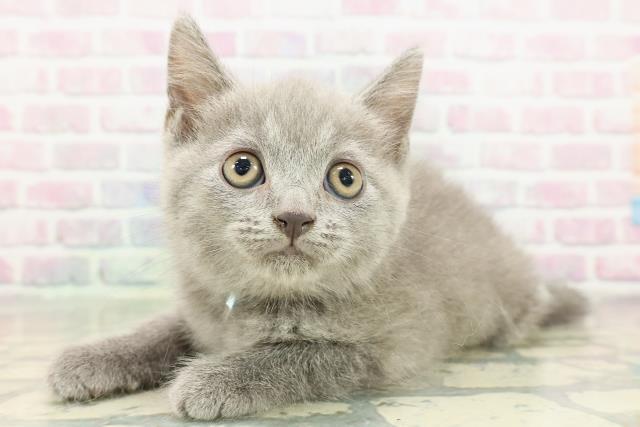 栃木県のスコティッシュフォールド (Coo&RIKU足利店/2026年2月16日生まれ/男の子/ブルータビー)の子猫の2枚目の画像