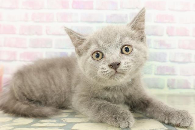 栃木県のスコティッシュフォールド (Coo&RIKU足利店/2026年2月16日生まれ/男の子/ブルータビー)の子猫の3枚目の画像