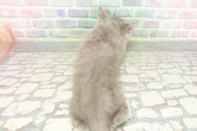 栃木県のスコティッシュフォールド (Coo&RIKU足利店/2026年2月16日生まれ/男の子/ブルータビー)の子猫の4枚目の画像