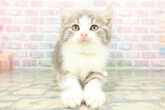 栃木県のスコティッシュフォールド (Coo&RIKUFKDインターパーク店/2026年2月16日生まれ/女の子/ブルータビーホワイト)の子猫の1枚目の画像