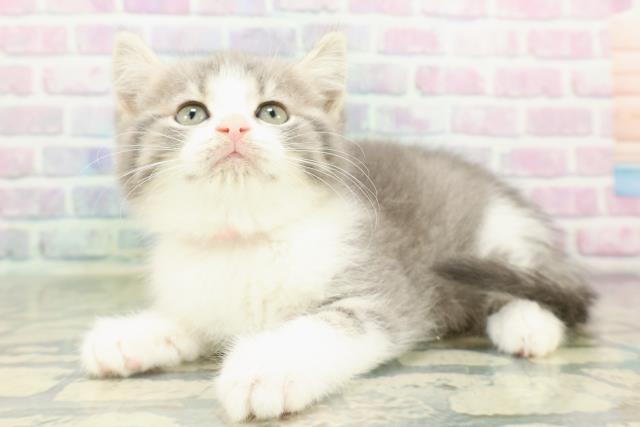 栃木県のスコティッシュフォールド (Coo&RIKUFKDインターパーク店/2026年2月16日生まれ/女の子/ブルータビーホワイト)の子猫の2枚目の画像