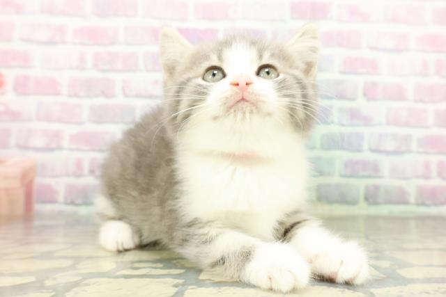 栃木県のスコティッシュフォールド (Coo&RIKUFKDインターパーク店/2026年2月16日生まれ/女の子/ブルータビーホワイト)の子猫の3枚目の画像