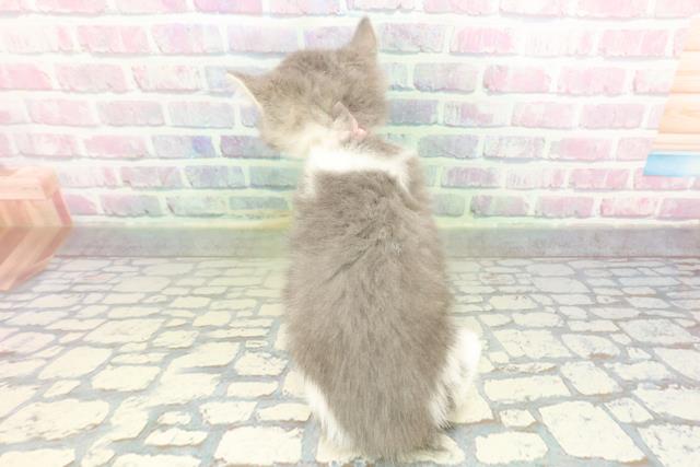 栃木県のスコティッシュフォールド (Coo&RIKUFKDインターパーク店/2026年2月16日生まれ/女の子/ブルータビーホワイト)の子猫の4枚目の画像