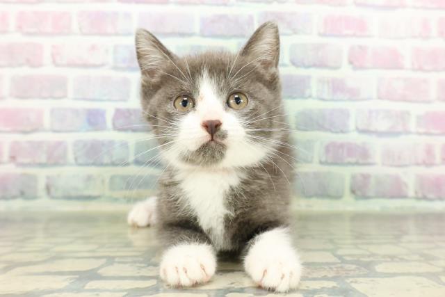 神奈川県のマンチカン (Coo&RIKU相模原店/2026年2月17日生まれ/女の子/ブルーホワイト)の子猫の1枚目の画像