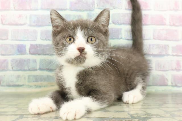 神奈川県のマンチカン (Coo&RIKU相模原店/2026年2月17日生まれ/女の子/ブルーホワイト)の子猫の2枚目の画像