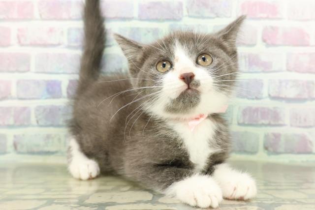 神奈川県のマンチカン (Coo&RIKU相模原店/2026年2月17日生まれ/女の子/ブルーホワイト)の子猫の3枚目の画像