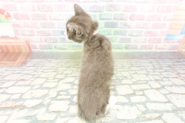 神奈川県のマンチカン (Coo&RIKU相模原店/2026年2月17日生まれ/女の子/ブルーホワイト)の子猫の4枚目の画像