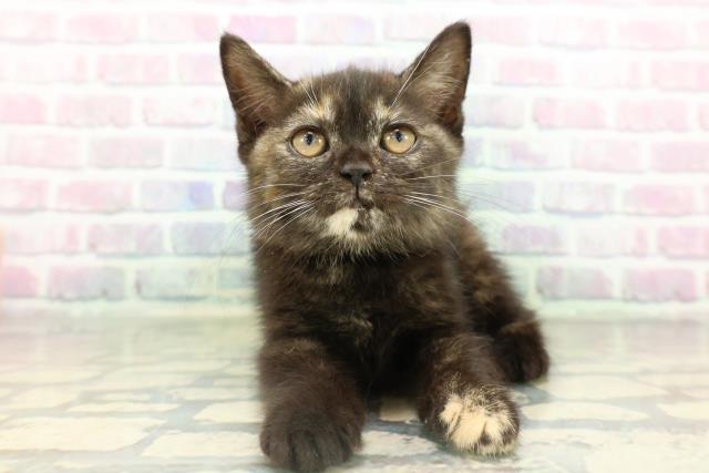 神奈川県のスコティッシュフォールド (Coo&RIKU長津田店/2026年1月29日生まれ/女の子/トーティー)の子猫