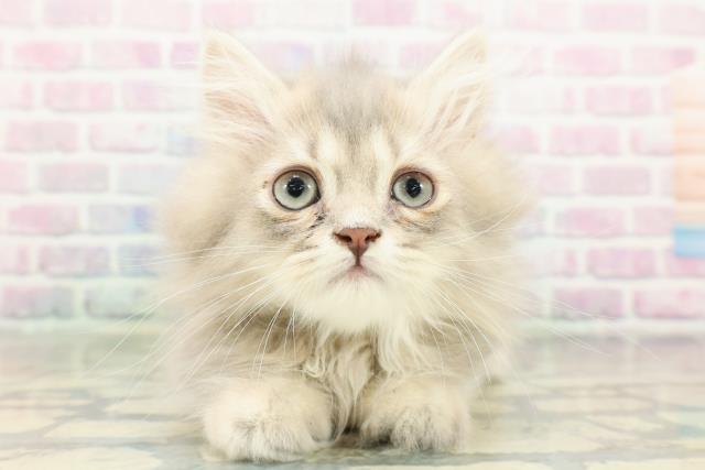 神奈川県のミヌエット (Coo&RIKU横須賀店/2026年2月2日生まれ/男の子/ブルータビー)の子猫の1枚目の画像