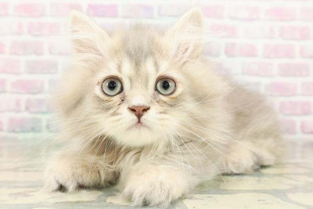 神奈川県のミヌエット (Coo&RIKU横須賀店/2026年2月2日生まれ/男の子/ブルータビー)の子猫の2枚目の画像