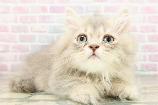 神奈川県のミヌエット (Coo&RIKU横須賀店/2026年2月2日生まれ/男の子/ブルータビー)の子猫の3枚目の画像