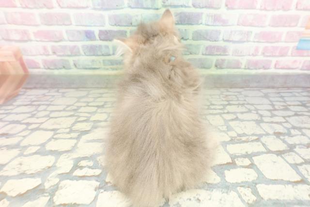 神奈川県のミヌエット (Coo&RIKU横須賀店/2026年2月2日生まれ/男の子/ブルータビー)の子猫の4枚目の画像