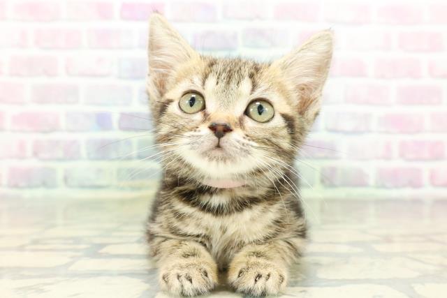 神奈川県のスコティッシュフォールド (Coo&RIKU相模原店/2026年2月10日生まれ/女の子/ブラウンタビー)の子猫の1枚目の画像