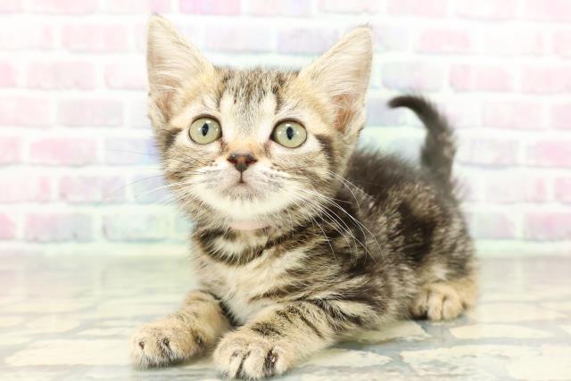 神奈川県のスコティッシュフォールド (Coo&RIKU相模原店/2026年2月10日生まれ/女の子/ブラウンタビー)の子猫の2枚目の画像